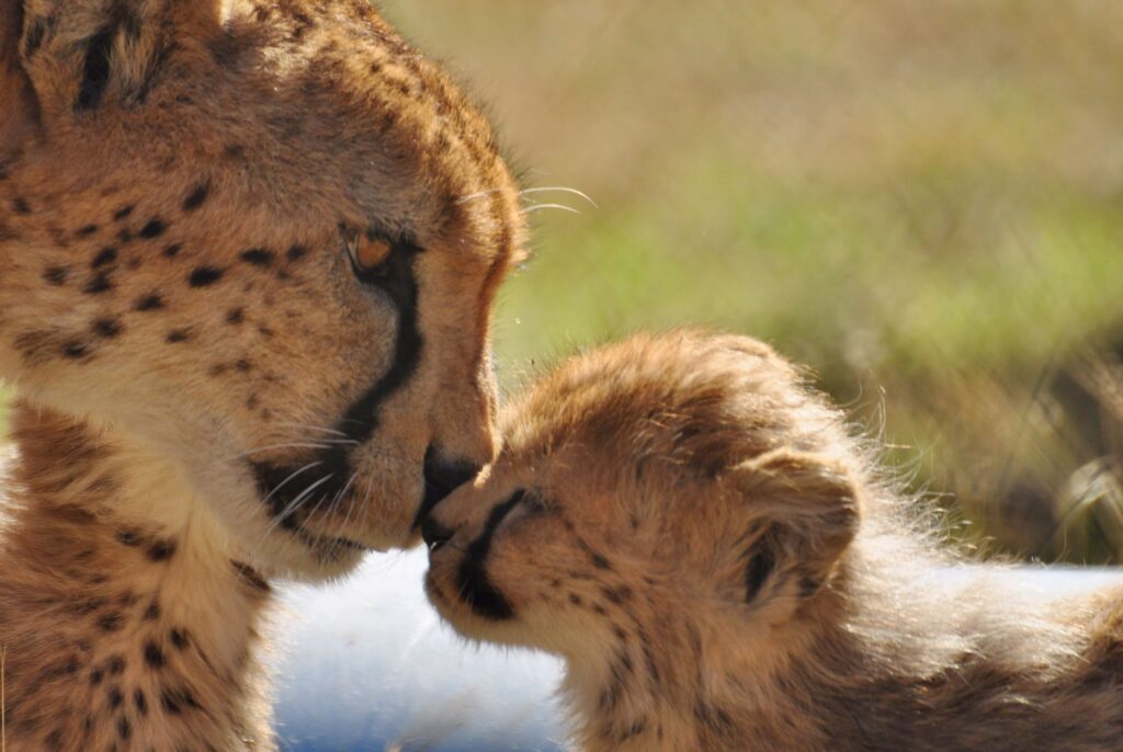cheetah mother and cub