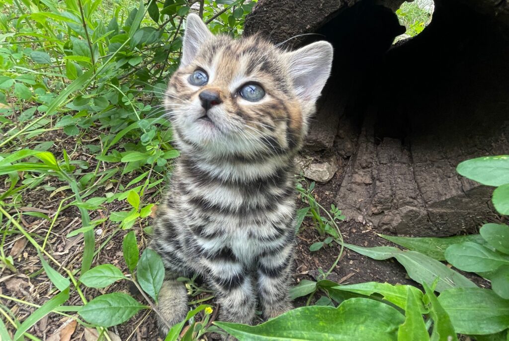 black-footed kitten