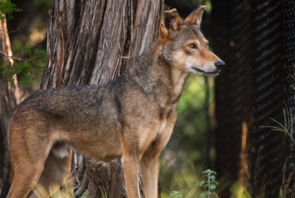American Red Wolf