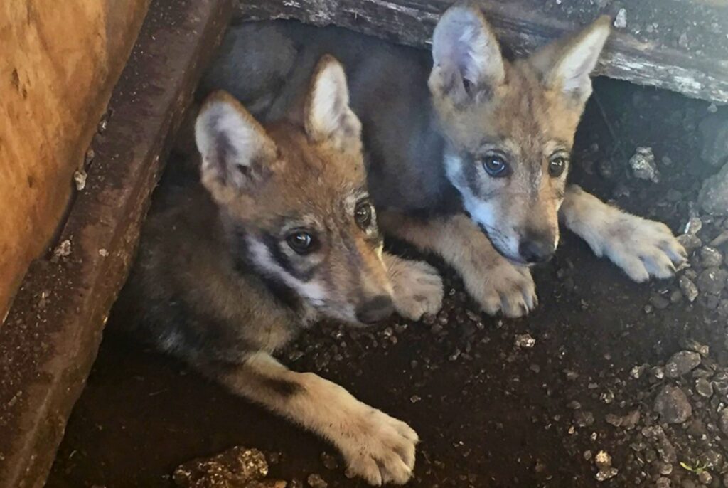 Mexican gray wolf pups