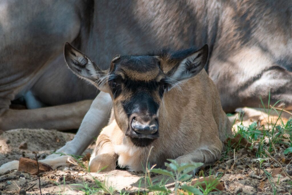 wildebeest calf