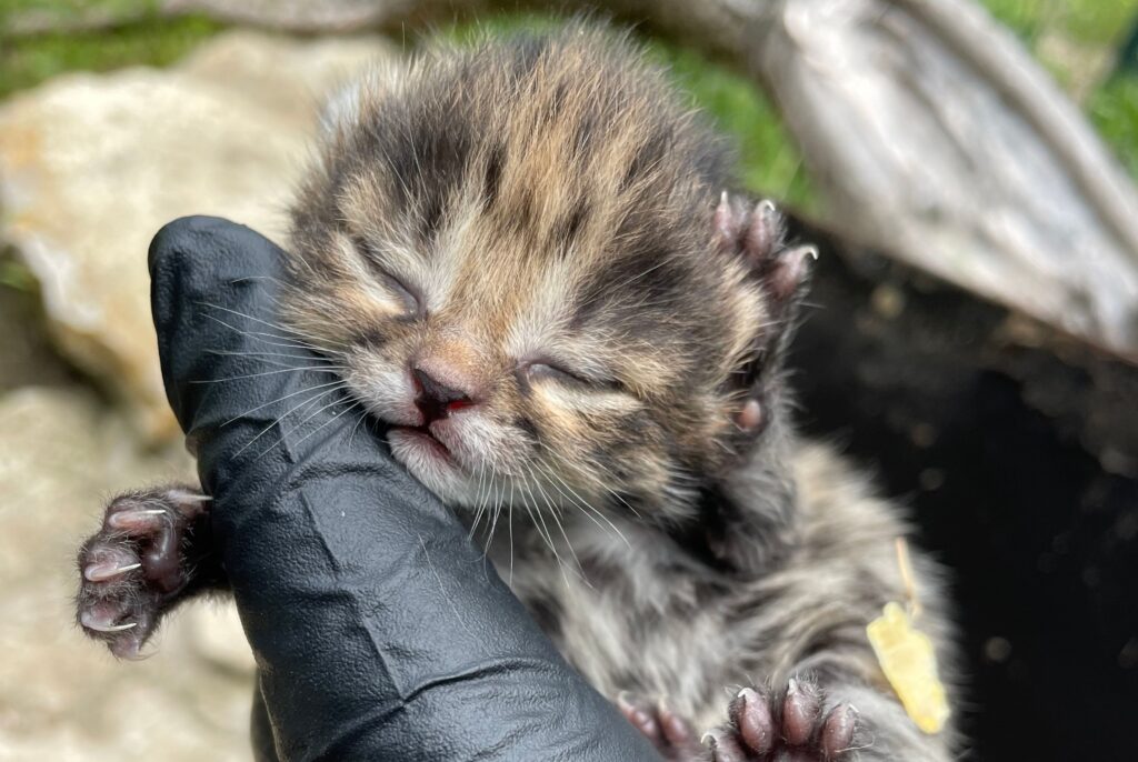 sleeping black-footed kitten