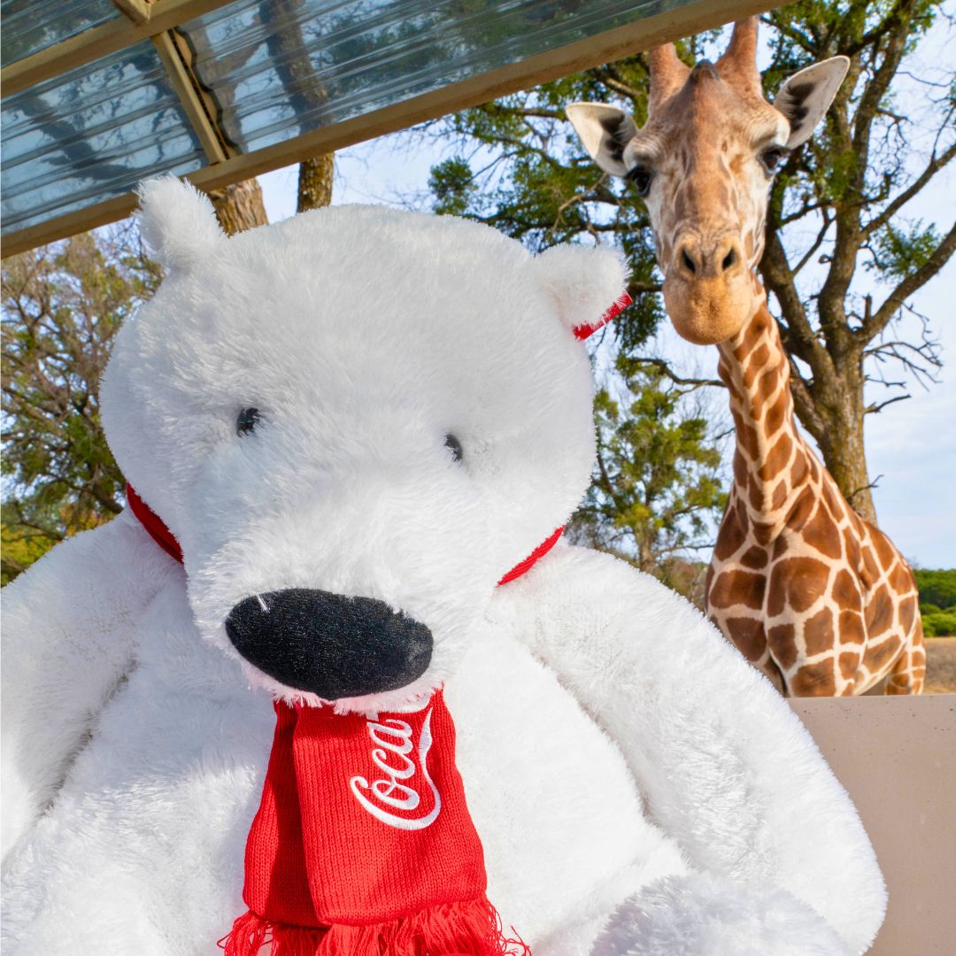 CocaCola Bear Coca-Cola polar bear posing with a Fossil Rim giraffe.